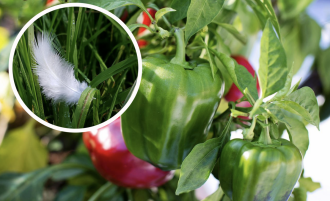 Как посадить перец - необычный способ Как посадить перец - необычный способ