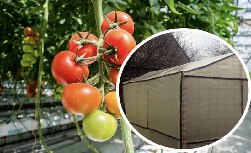 Як зробити бюджетну теплицю своїми руками всього за 20 доларів