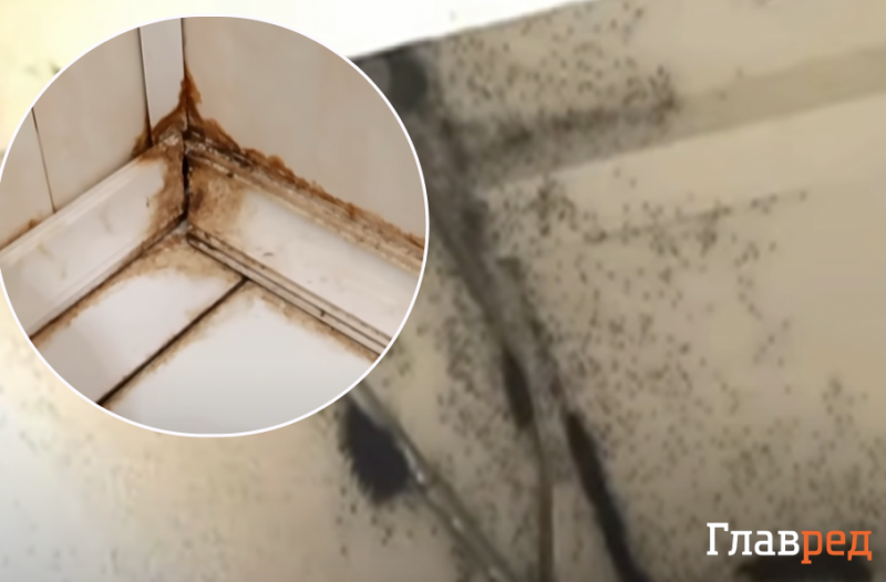 Як позбутися від цвілі: 3 прості, але перевірені способи