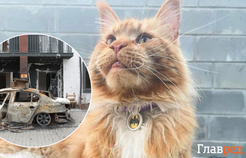 Кіт з Бучі, який пробув у полоні окупантів 80 днів, повернувся до господарів