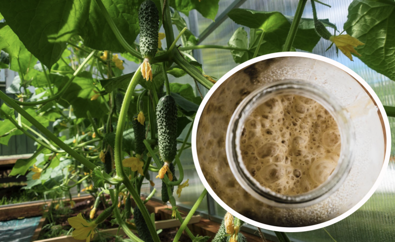 Огірки ростуть як на дріжджах: дешеве супердобриво, що є у кожного на кухні