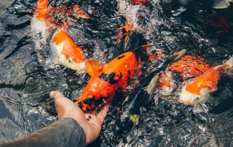 У Рубіжному буряти по-варварськи виловили з озера декоративних коропів та з'їли