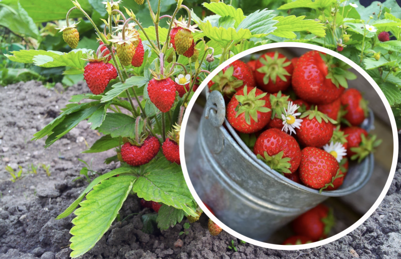 Ягоды будут сладкими и сочными: чем удобрять клубнику весной для большого урожая
