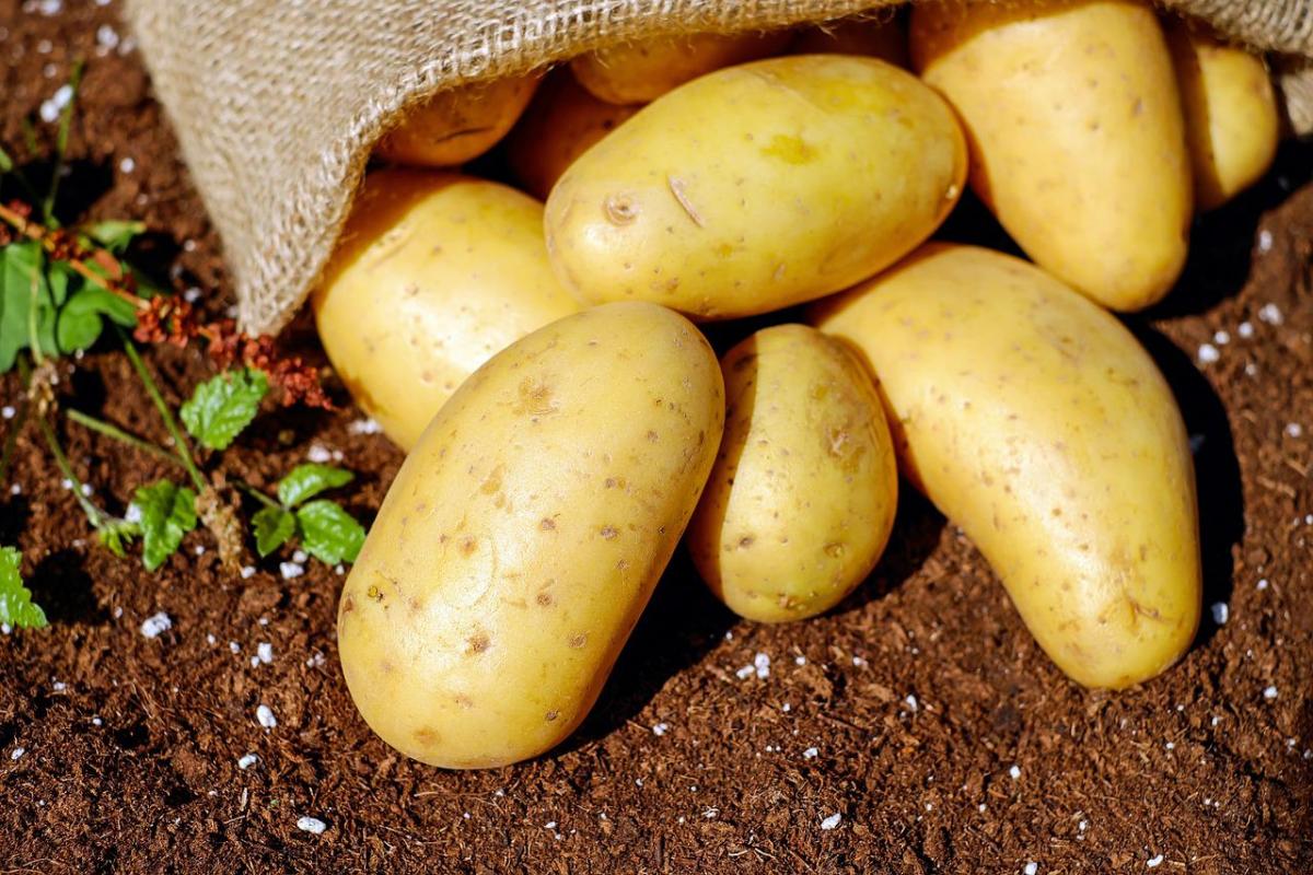 Как получить огромный урожай картофеля 
