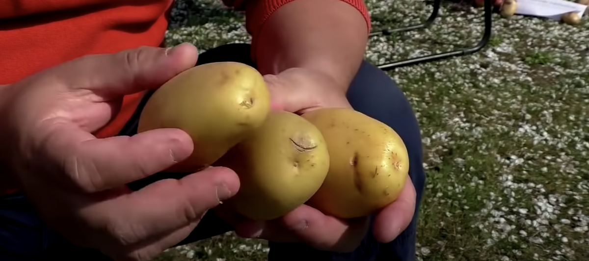 Буде по 10 кг з одного 'квадрата': як виростити суперврожай картоплі