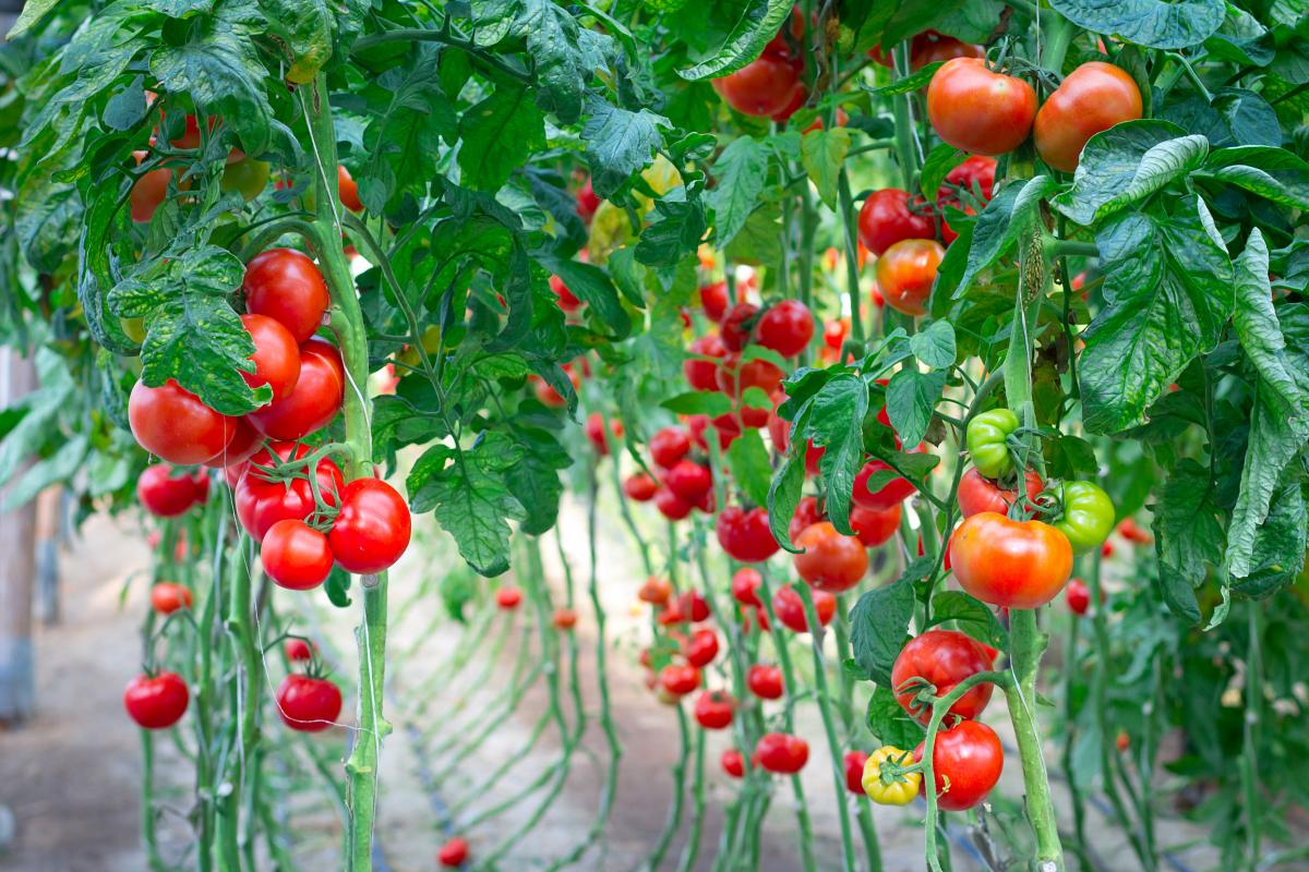Як виростити хороший урожай помідорів в теплиці