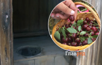 Черешня була з сюрпірзом: окупанти отруїлися ягодами, які вкрали у мелітопольців