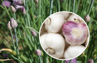 Урожая будет в два раза больше: что делать, чтобы чеснок был крупным - дачная хитрость