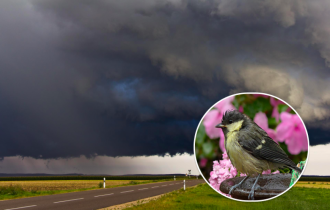 погода погода