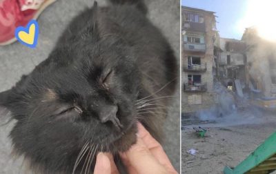 Настоящее чудо: из-под завалов в Горенке достали живого кота