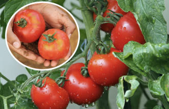 Що треба для вирощування солодких помідорів