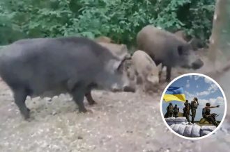 "Перепрошуємо, ми у вас в гостях": бійці ЗСУ потоваришували на позиціях з дикими кабанами