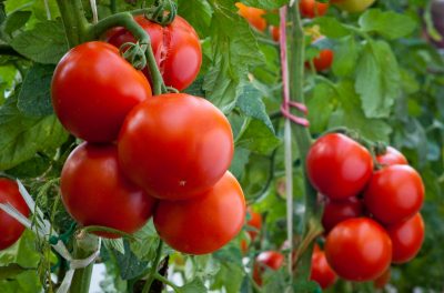 Як виростити багатий урожай помідорів 