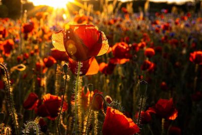 літо, прикмети літо, прикмети