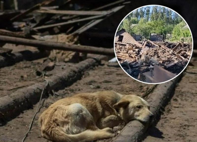 На Донбасі бідолаха-пес чекає господарів біля будинку, зруйнованого російськими окупантами