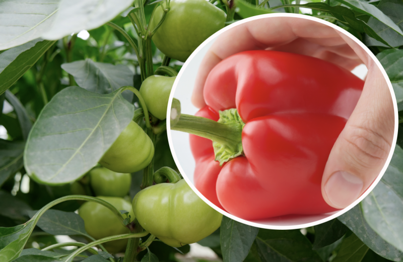 Будет созревать в два раза быстрее: как сделать так, чтобы перец покраснел