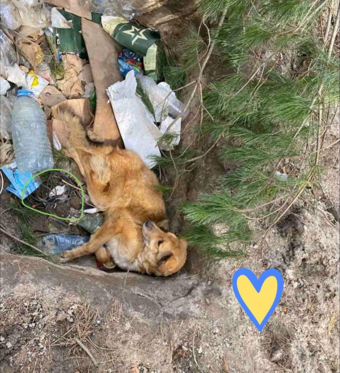 Избили и заминировали: на Киевщине оккупанты бросили умирать искалеченного пса