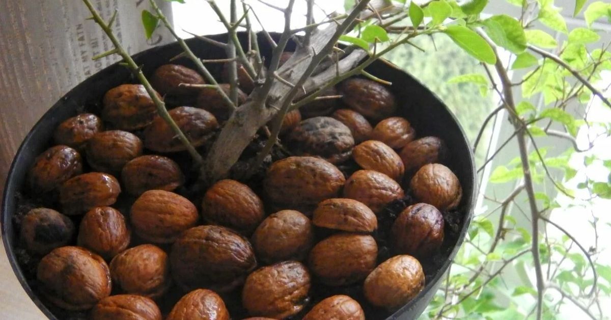 Чому не варто викидати шкаралупу волоського горіха: як застосувати відходи вдома і на дачі Чому не варто викидати шкаралупу волоського горіха: як застосувати відходи вдома і на дачі