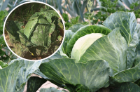 Качани будуть міцними, соковитими та величезними: звичайний оцет врятує урожай капусти