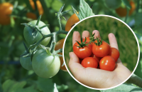 Помідори достигнуть за кілька  днів: як прискорити дозрівання томатів на грядці