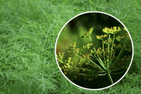 Як виростити кріп без парасольок - секрет досвідчених городників