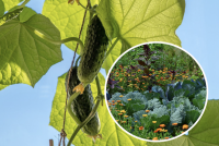 Що можна і що заборонено садити після огірків: найгірші та найкращі варіанти