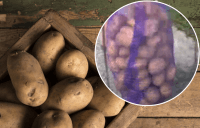Картофель может привести к диарее и даже к коме: как его хранить, чтобы не попасть в больницу