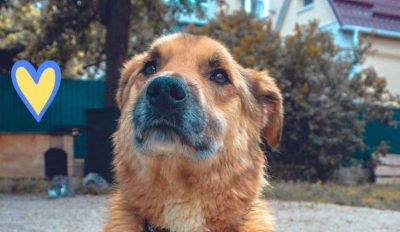 Избили и заминировали: на Киевщине оккупанты бросили умирать искалеченного пса