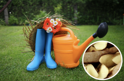 Картофельные очистки - суперудобрение для большого урожая: как с пользой применить отходы
