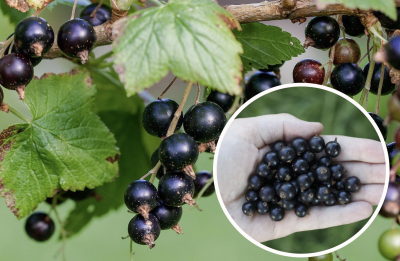Чим підгодувати чорну смородину, щоб ягоди були більшими Чим підгодувати чорну смородину, щоб ягоди були більшими