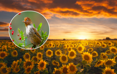 погода, погода в Україні погода, погода в Україні