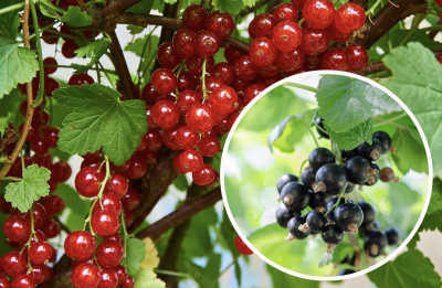 Чому смородина скидає ягоди Чому смородина скидає ягоди