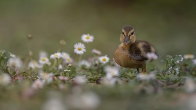 Зачем кладут кирпич в духовку