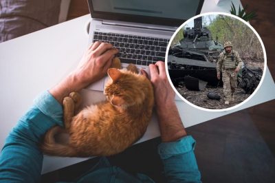 ноутбук, работа, кот, украинские военные