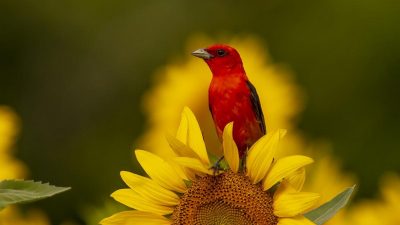 лето, приметы