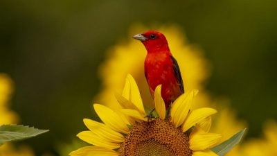 літо, прикмети літо, прикмети