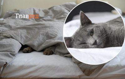 Можуть переносити серйозні захворювання: чому не можна спати з котами