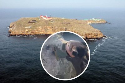 ЗСУ врятували кота, який пережив окупацію острова Зміїний
