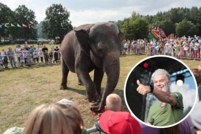 Газманов, слон Газманов, слон