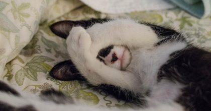 Ночные землетрясения и внезапное сумасшествие: почему коты резко начинают бегать по квартире