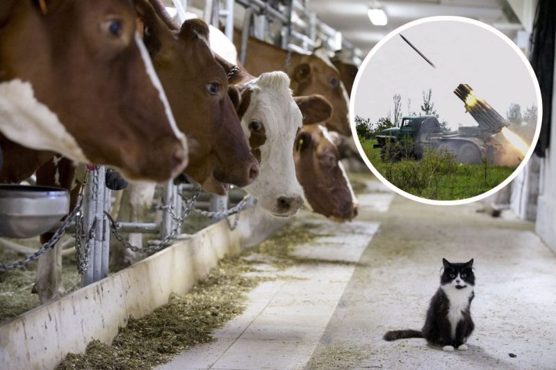 "Їх порозриває Градами": фермеру з прифронтового села довелося випустити на заміновані поля 120 корів