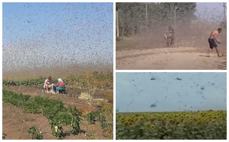 Кара с неба: саранча атаковала город РФ, из которого поднимаются самолеты для бомбардировки Украины