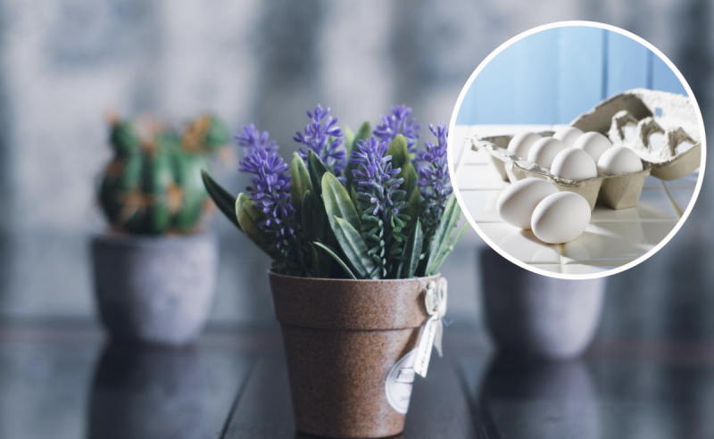 Вернет к жизни погибающий цветок: как приготовить супер настойку для всех комнатных растений