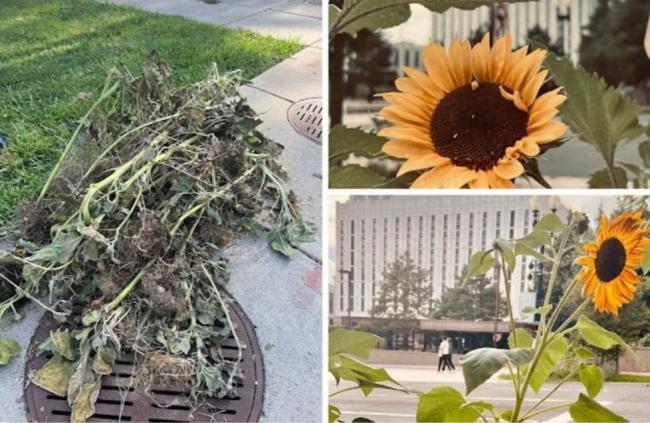 У Вашингтоні російський дипломат злобно розтоптав соняшники, які туди принесли діти