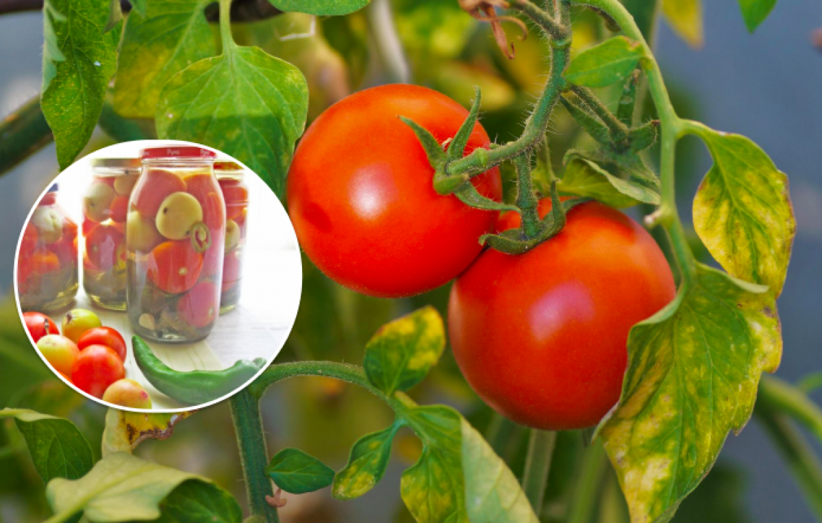 Домашний томат на зиму без стерилизации и уксуса - Soloha Info