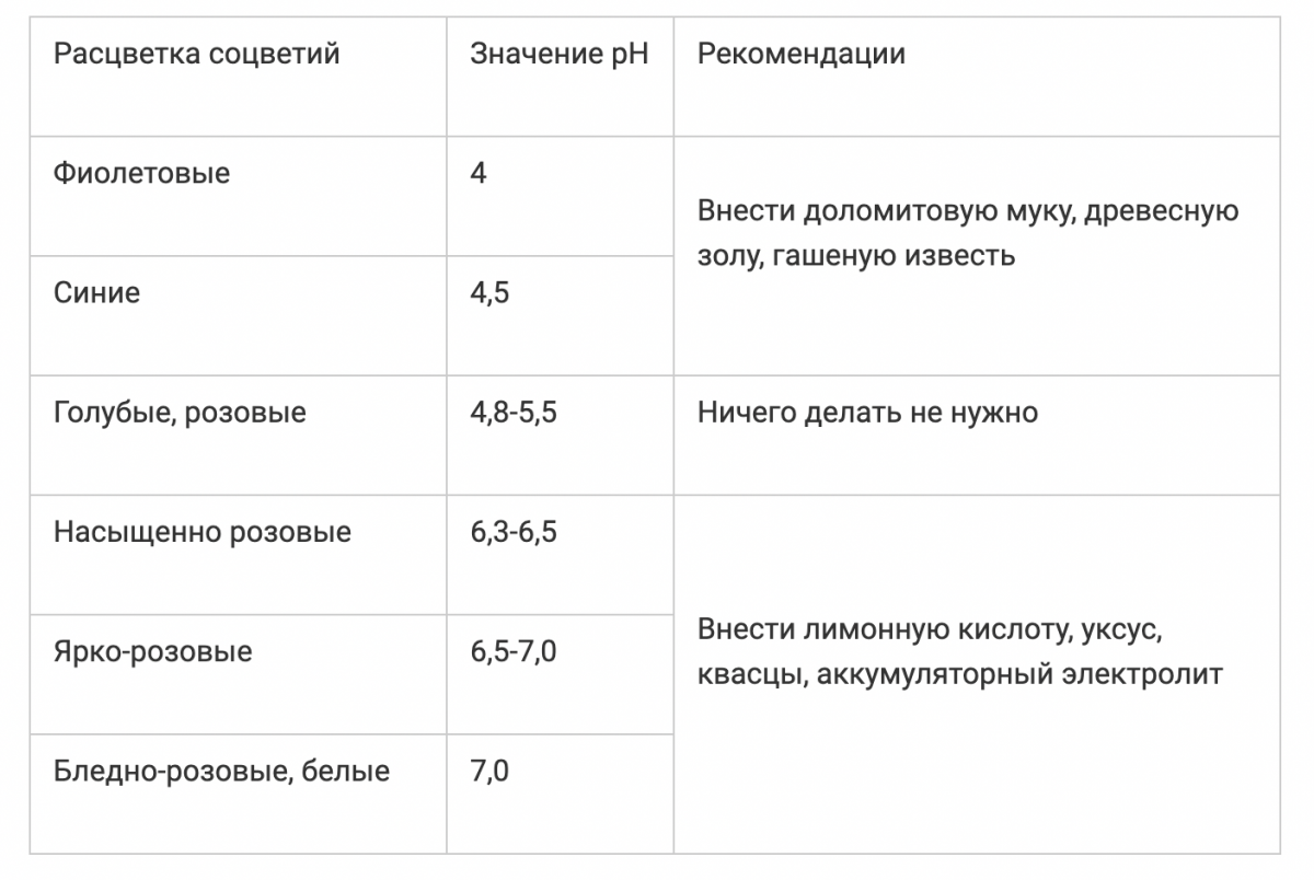 Лимонная кислота для гортензии - как и зачем применять - Главред