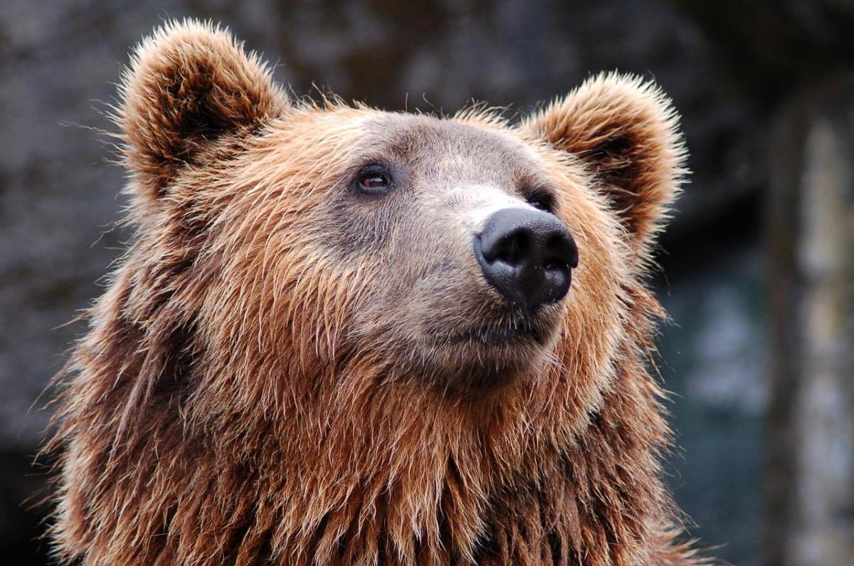 На хитрой оптической иллюзии спрятался зверь: найдите медведя за 5 секунд