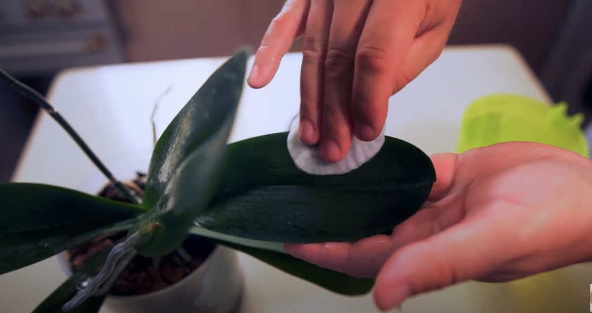 Как приготовить лимонную воду для орхидеи и чем она полезна - Главред