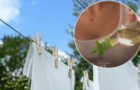 Господині додають соняшникову олію при пранні: як працює бабусин лайфхак