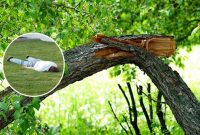 Деревина-партизан: на Херсонщині окупант поліз на дерево знімати синьо-жовту стрічку і зламав його